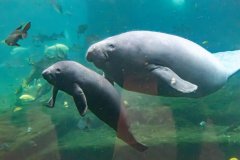 国内最大西非海牛保育种群再添新生幼崽